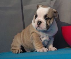 Lovely Miniature English Bulldog Puppies For Sale