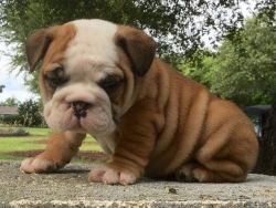 Miniature English Bulldog puppies For Sale