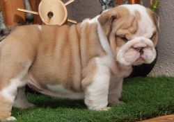 Healthy Miniature English Bulldog puppies