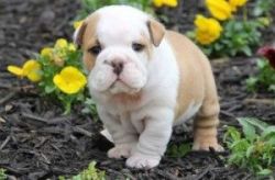 Mini English Bulldog Puppies For sale