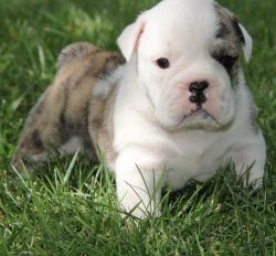 AKC Miniature English Bulldog puppies For Sale