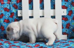 6 Healthy Miniature English Bulldog puppies