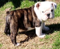 AKC Mini English Bulldog Puppies For Sale Now