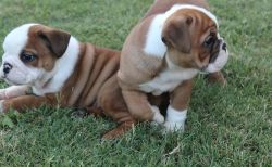 Beautiful Miniature English Bulldog puppies