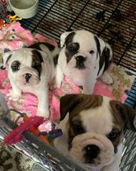 Magnificent Miniature English Bulldog Puppies