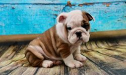 Cute Miniature English Bulldog Puppies. Text (xxx) xxx-xxx2
