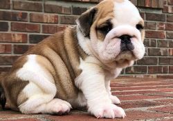 Adorable Miniature English Bulldog Puppies For Sale