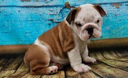 Top Healthy Miniature English Bulldog puppies