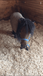 Miniature pony
