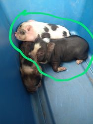 2 mini Juliana piglets left for rehoming