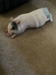 5 month old male mini pig