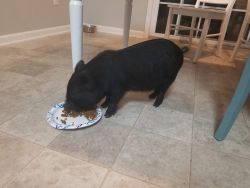 Black mini pig, 20 weeks