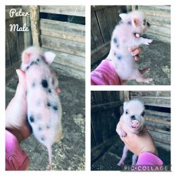Juliana Mini Pigs