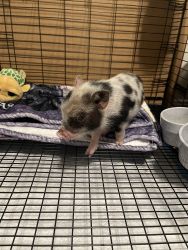 Mini pig with supplies for sale