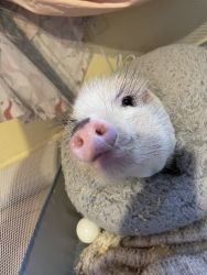 Teacup pig looking for forever home