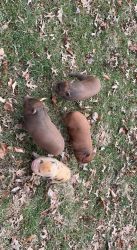 Mini piglets