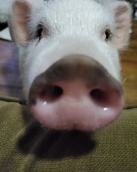 Micro Pig, Mini Pig