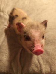 2 month old miniature pig