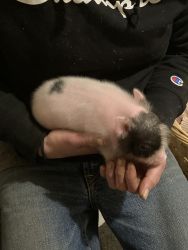 Potbelly pigs for sell