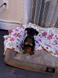 Min Pin for sale ready for Valentine's Day