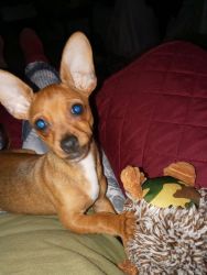 Rehoming Five month old Miniature Pinscher