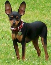 MinPin puppy for sale -4 month old
