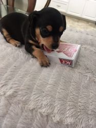 Mini-Pin/Chihuahua Puppy