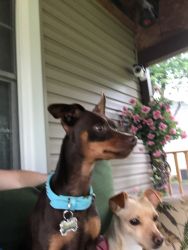 minpin puppies for sale in indiana