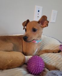 Min Pin looking for a new home