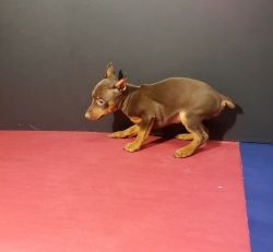 Adorable Miniature Pinscher Puppies For Sale.