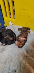 Miniature Pinscher puppies for sale