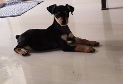 Minpin male 5 months for sale