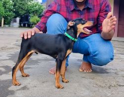 Minpin puppy for sale