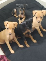 Miniature pinscher dogs for sale