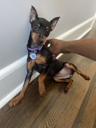 Min Pin For Sale