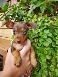 Miniature pinscher and chihuahua puppies