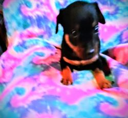 Affordable Min Pin puppies