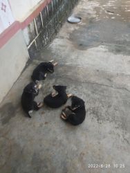 puppies for sale/ buy 1 get 3 free