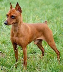 Show Quality Miniature pinscher Puppies for sales