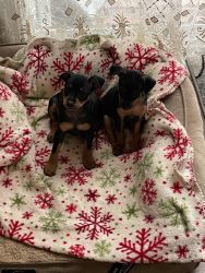 Min Pin puppies for sale.
