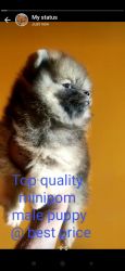 TOP QUALITY MINIPOM MALE PUPPIES AVAILABLE