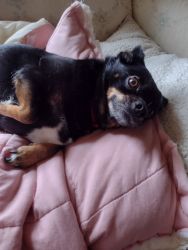 8 years old min pin mix
