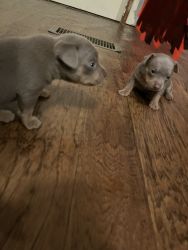 Pups For Sale
