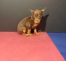 4 beautiful Miniature Pinscher puppies available