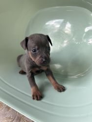 Miniature pinscher puppies for sale