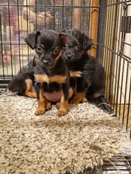 MinPin / Chihuahua Puppies