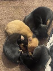 Min pin pups for sale