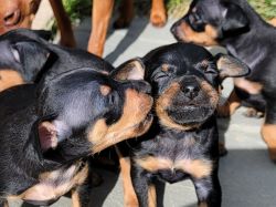 Minpin Puppies AKC Registered