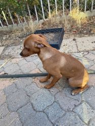MIN PIN PUUPY FOR SALE