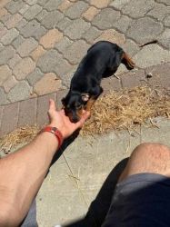 MIN PIN PUPPIES FOR SALE